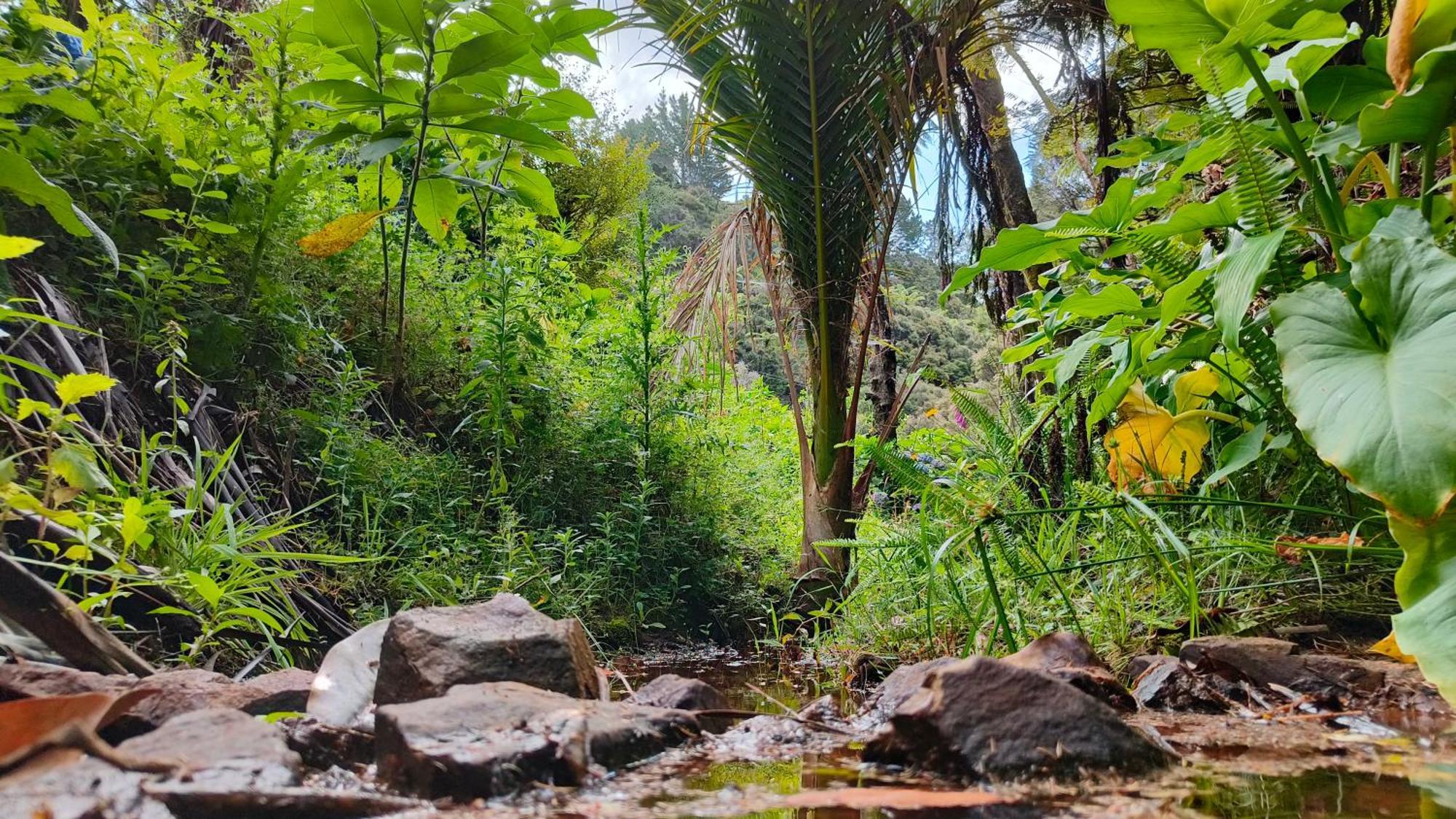 Homestay Wainui Bush Retreat